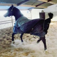 Beldivo Estopa SLM - new video